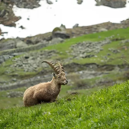 Rifugio Del Pettirosso