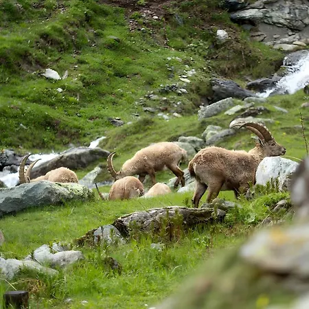 度假居 Rifugio Del Pettirosso